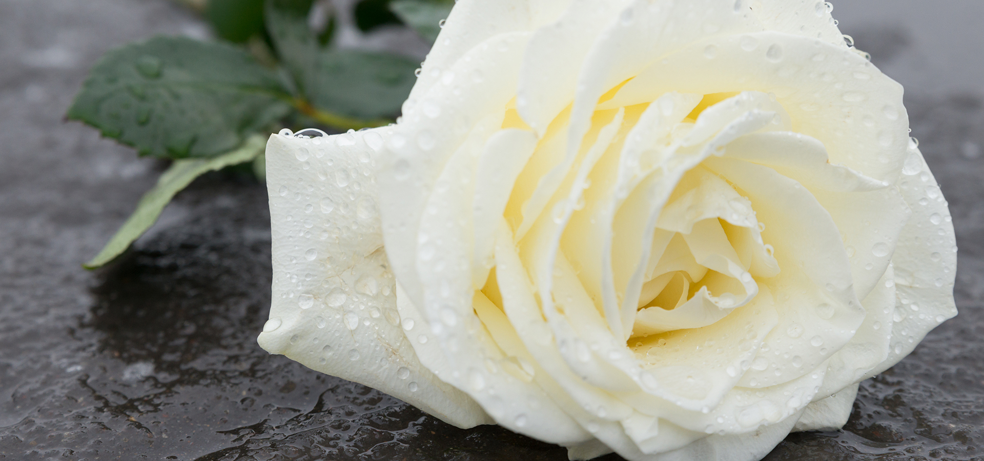 Newlings of Royston rose white